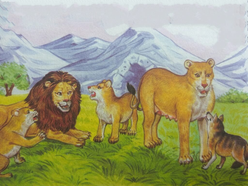 The lioness took the jackal to one side and advised him not to be angry with his brothers.