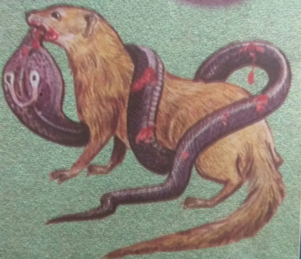 In the end, the cruel cobra was eaten up by the mongoose.