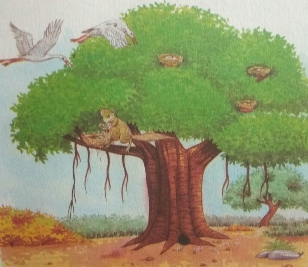 As for the mongoose, he proved even more cruel to the cranes. Whenever he was not able to get any other food, he would go up the tree and swallow the eggs lying in any of the nests there.