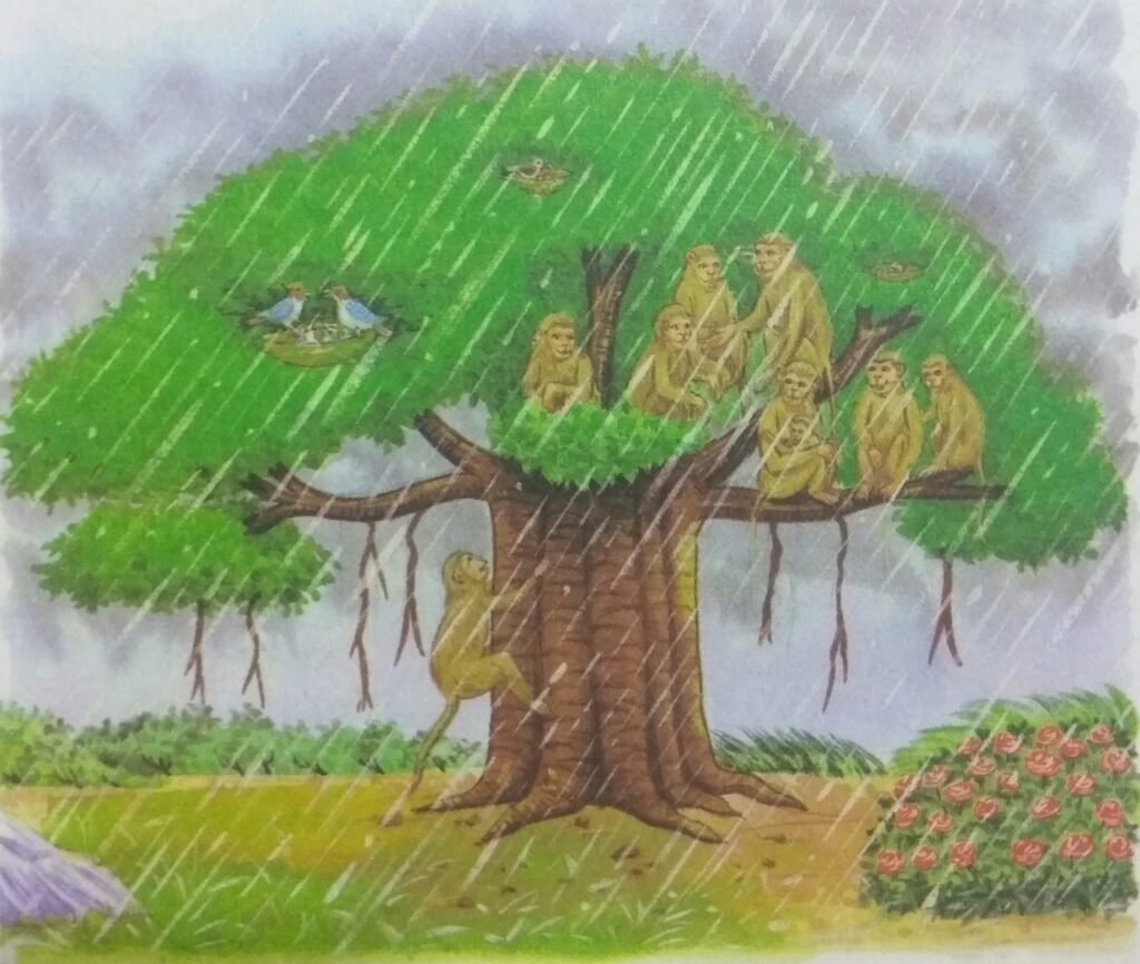 Overtaken by heavy rain, the monkeys ran towards the tree and climbed it up. They perched on its various branches to be safe from the rain.