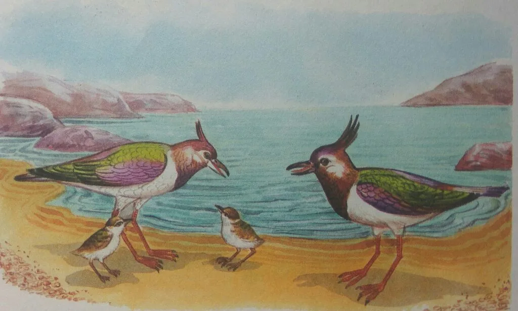 Then the mother lapwing sat on her eggs for a few days. Lovely babies hatched out of them. The couple was very happy and lived at the coast for a long time.